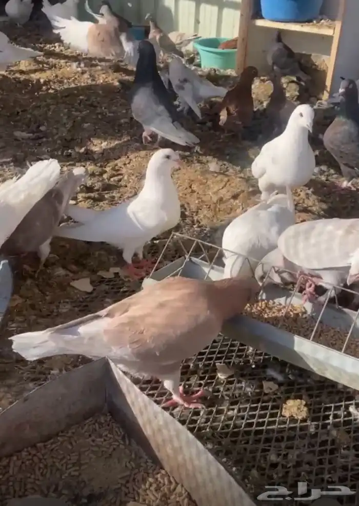 حمام فرنسي مع كنق مع مصري 3