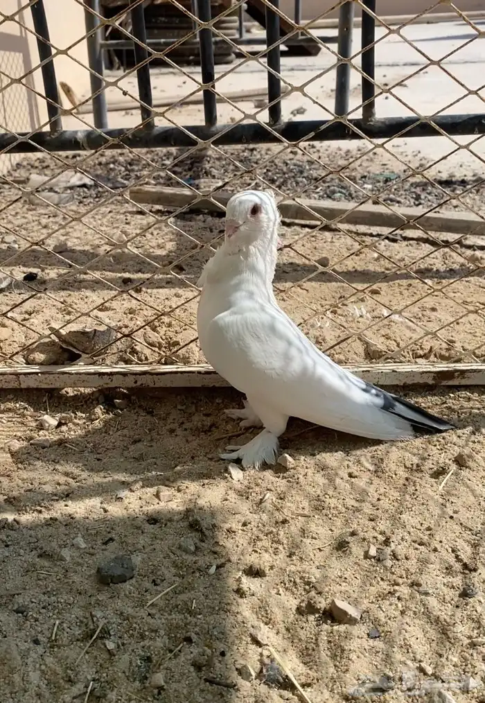 حمام حب الرمان زوج 0