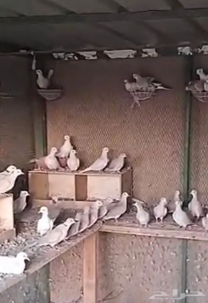 قميري هولندي 2