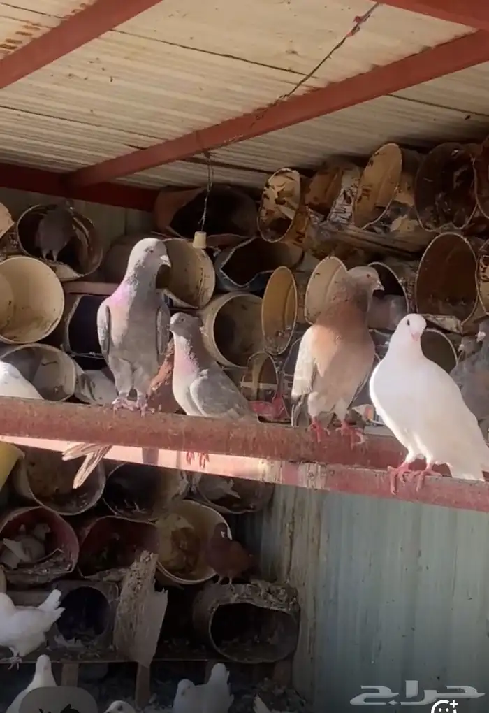 حمام فرنسي مع كنق مع مصري 2