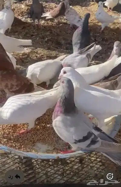 حمام فرنسي مع كنق مع مصري index