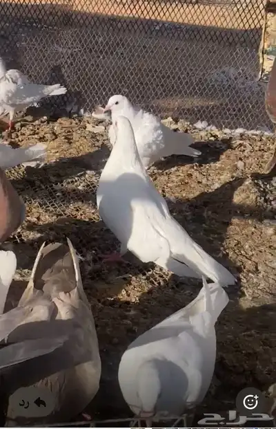 حمام فرنسي مع كنق مع مصري index