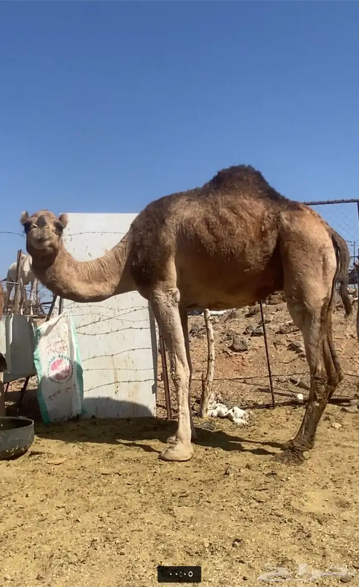 ناقه حمراء هديه عدله 0
