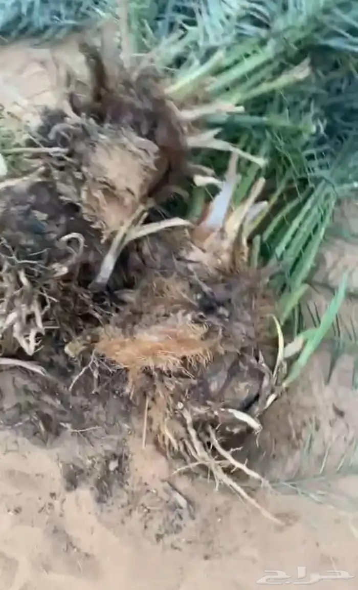 ودي برني واصناف 1