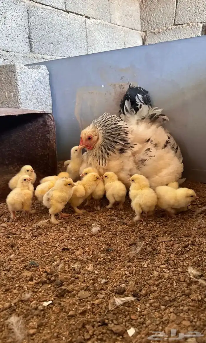 دجاج براهما فاخر 0