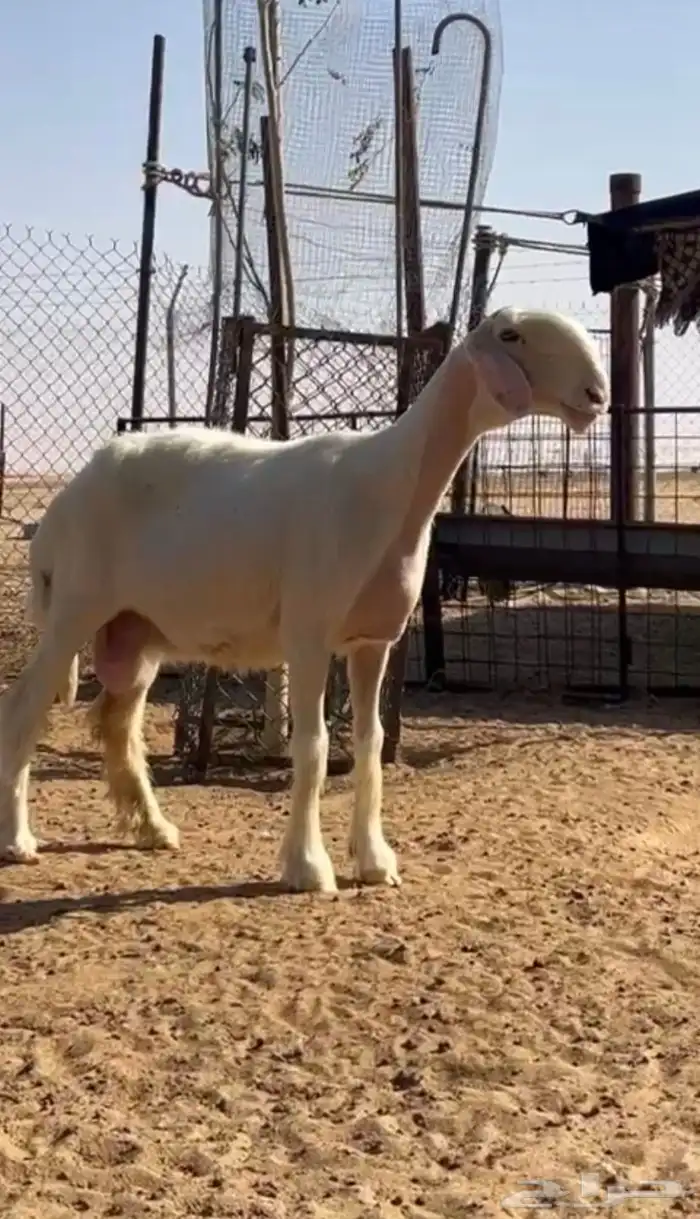 نجد عيسيات للبيع 0