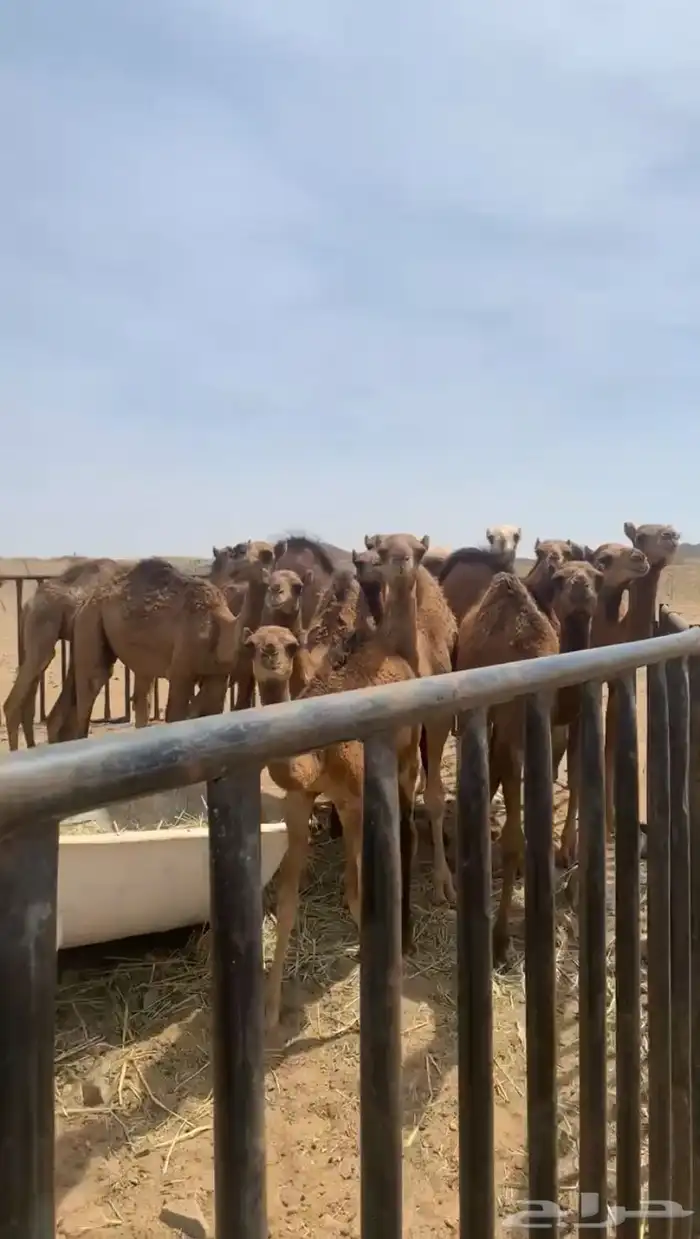 قعدان بلدي من سته الى سبعه اشهور بلجمه وتفريد عدد 13 1