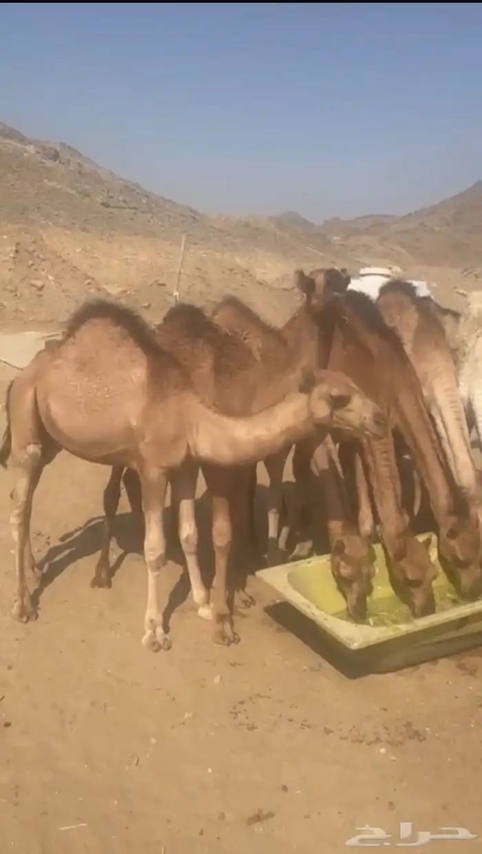 قعدان بلدي من سته الى سبعه اشهور بلجمه وتفريد عدد 13 2