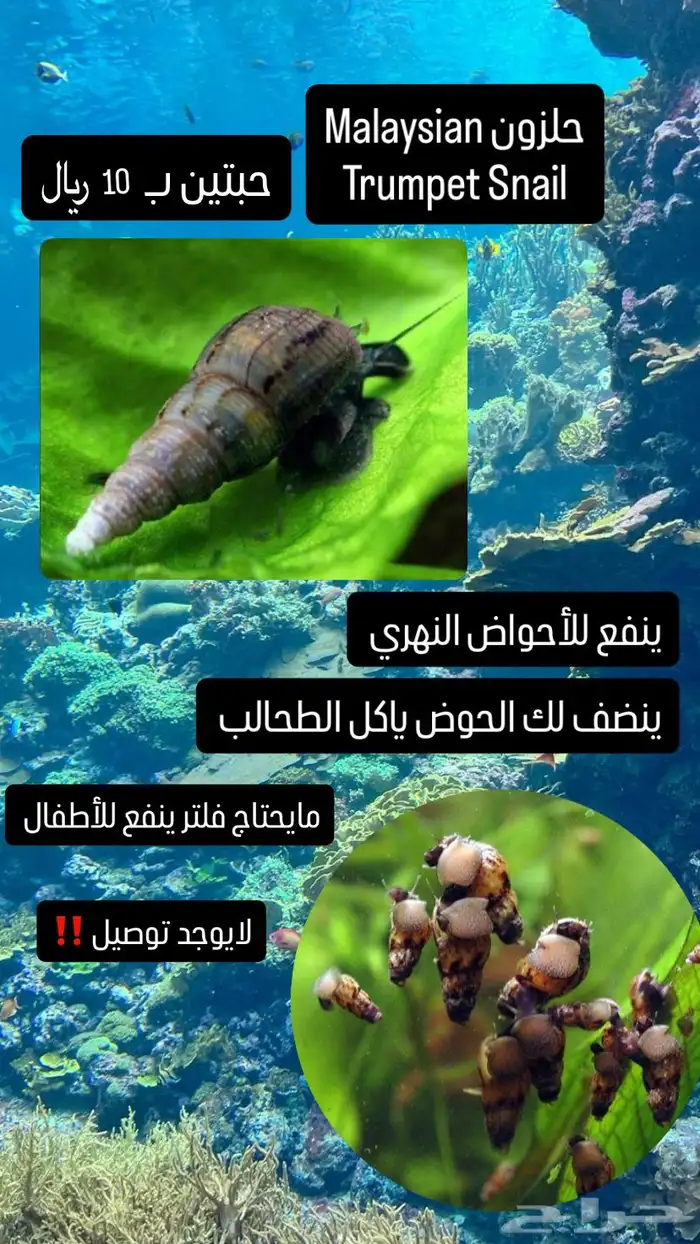 حلزون نهري 1