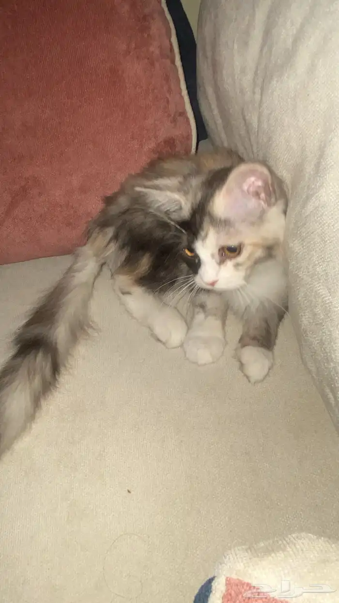 قطوه انثى للتبني مع اغراضها عمرها ثلاث اشهور 0