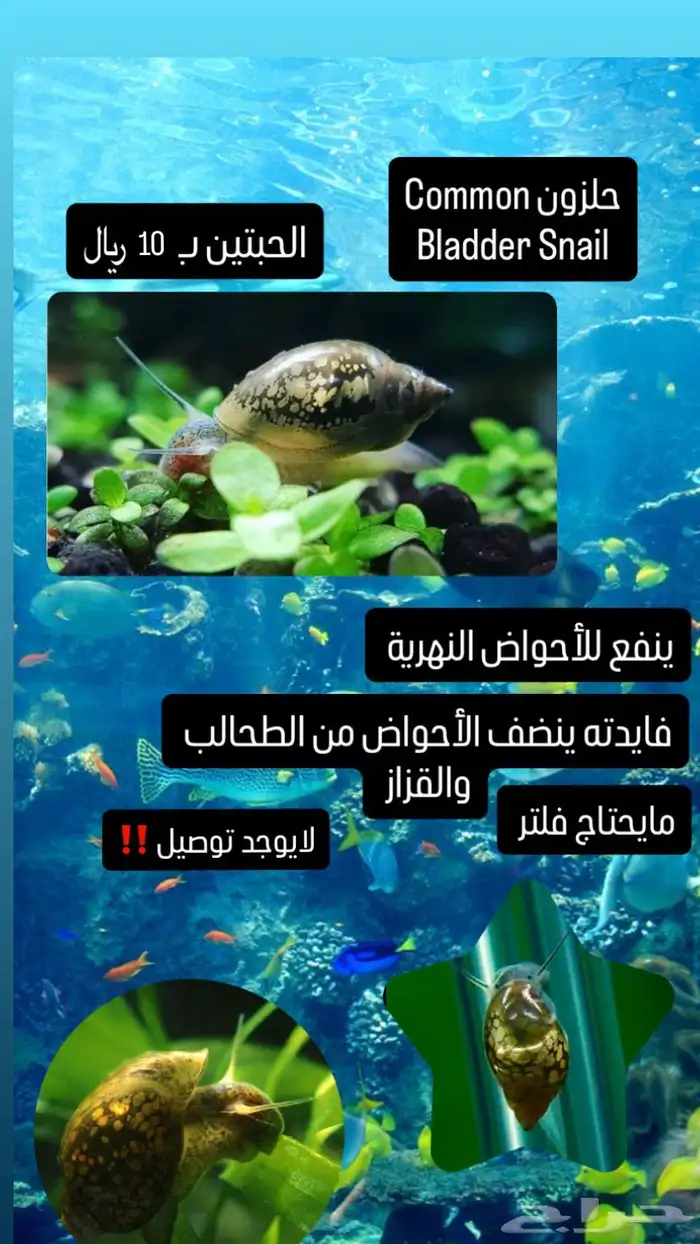 حلزون نهري 0