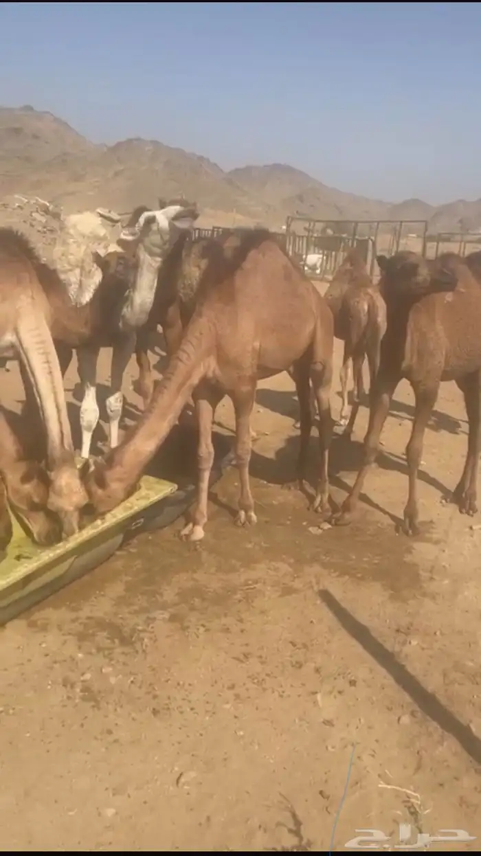 قعدان بلدي من سته الى سبعه اشهور بلجمه وتفريد عدد 13 3