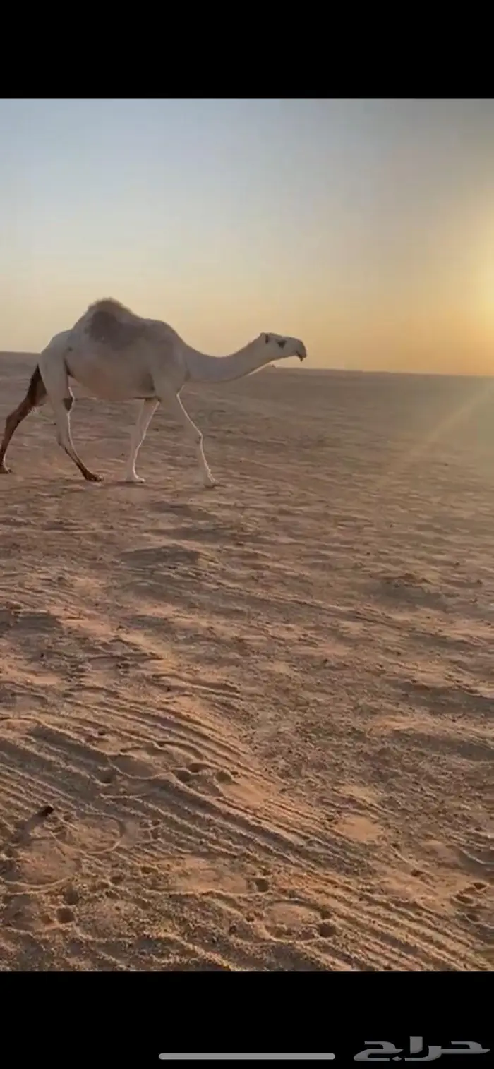 ضريبة رمانية ثنية 1