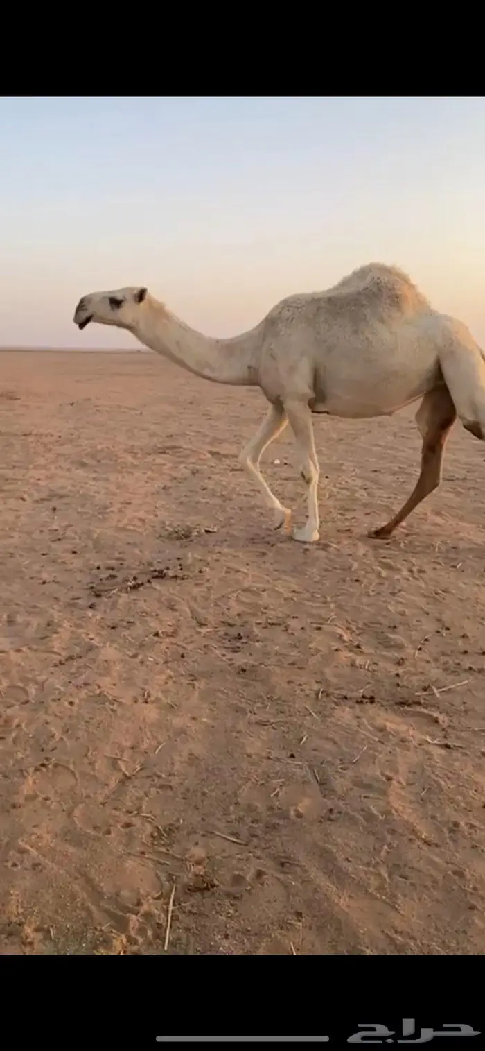 ضريبة رمانية ثنية 0