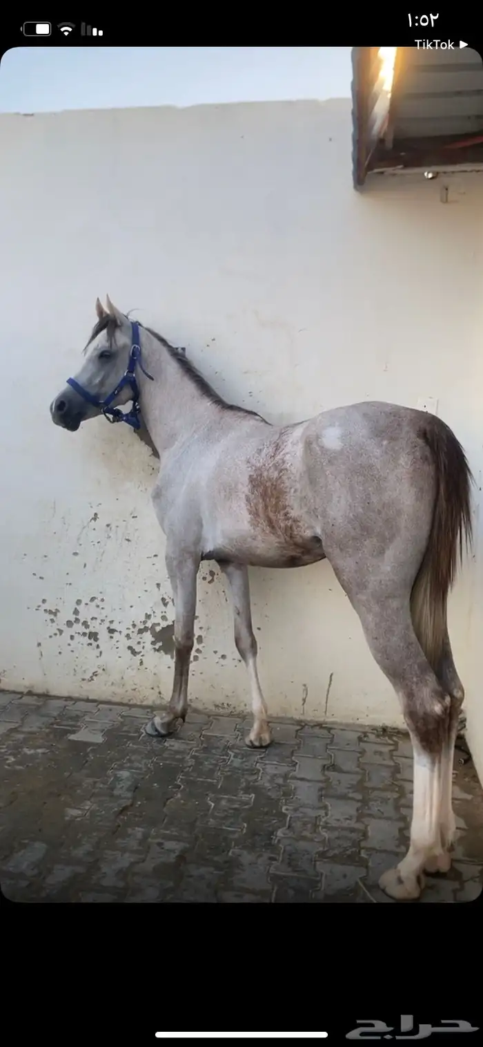 حصان شعبي شيخ منوة القاني. سليم شرط من كل عذروب وتعال وفحص 1