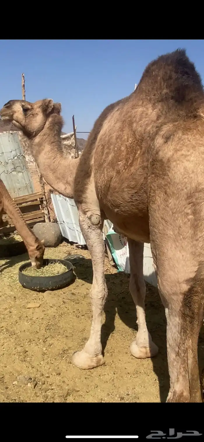 ناقه حمراء هديه عدله 3