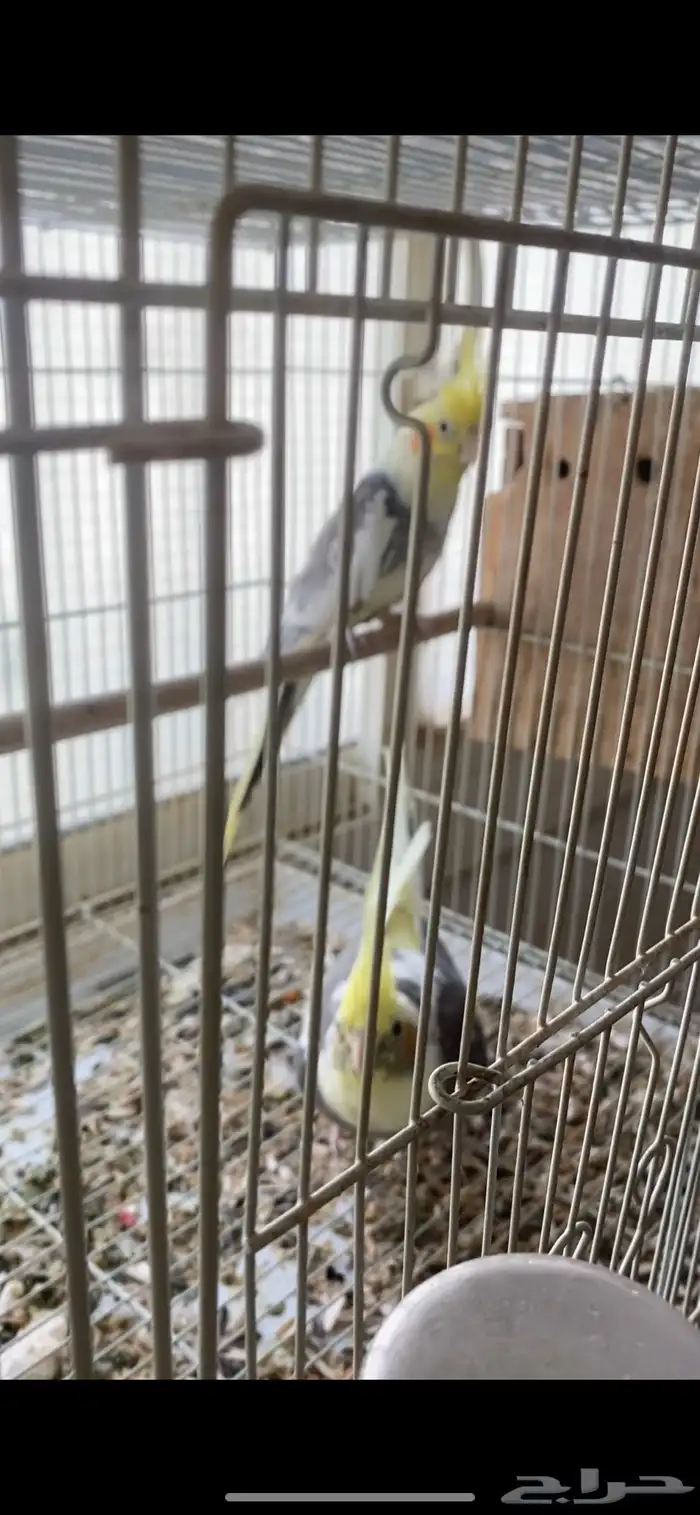 جوز كوكتيل منتج حجم سوبر جامبو 0