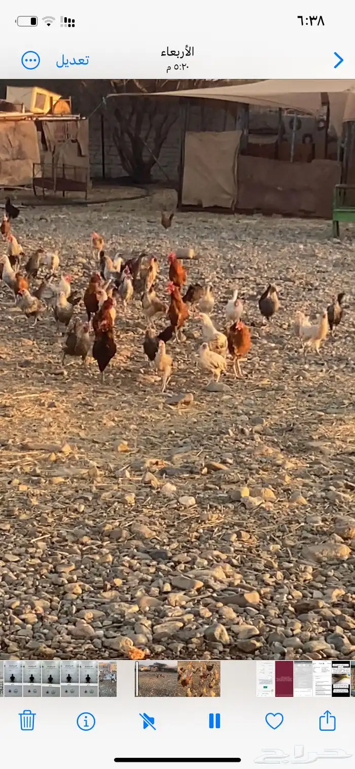 دجاج بياض بلدي الصحة شرط الموقع كرا 1