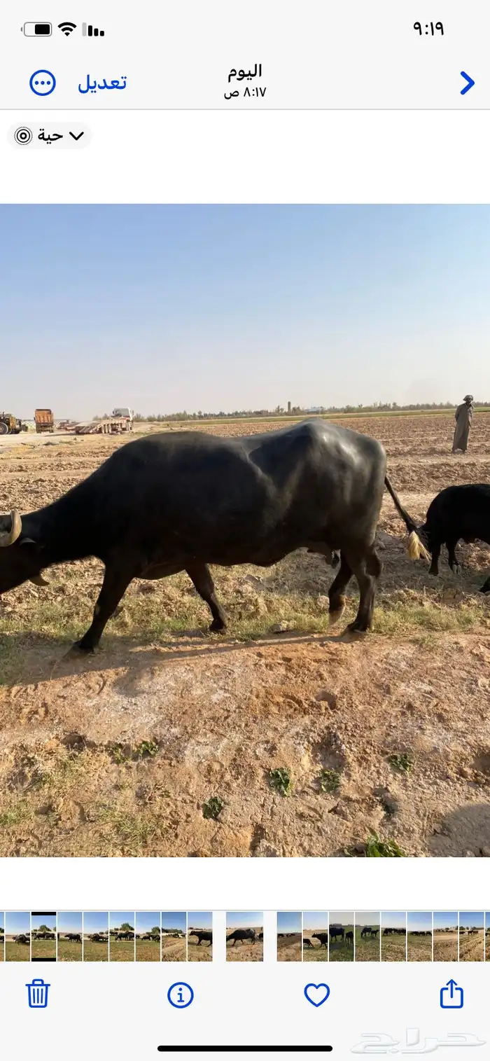 مزارع رفحاء 2