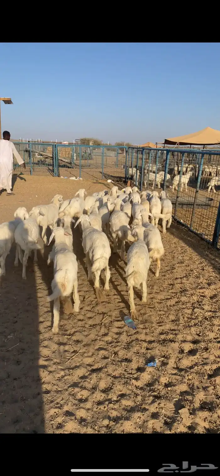 رخال تاسيس مراح رقم واحد 1