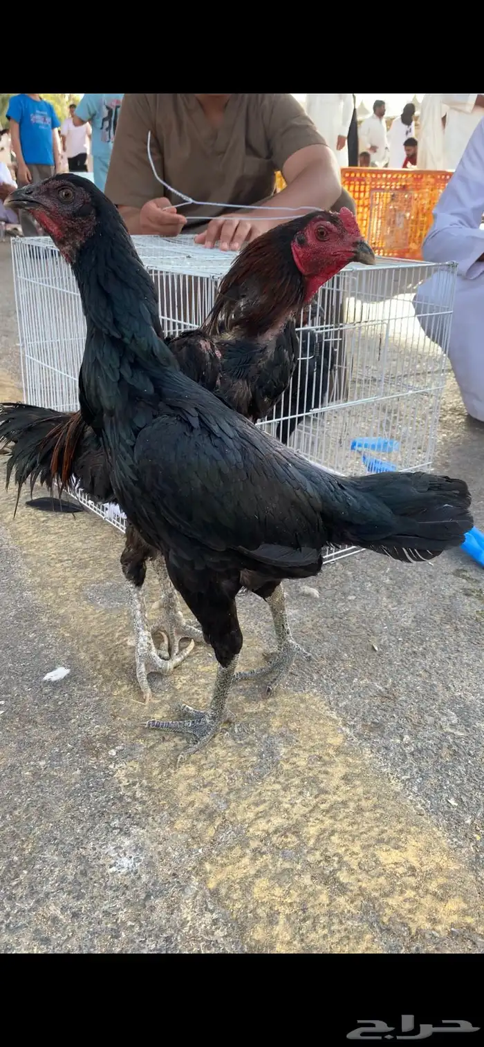 طقم باكستاني 0