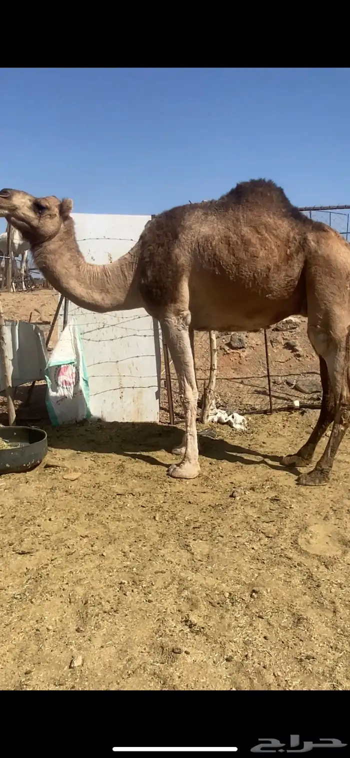 ناقه حمراء هديه عدله 1