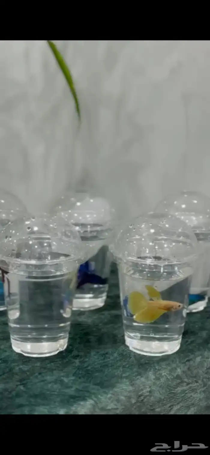 جميع أسماك الفايتر بألوان متعددة فقط ب10 ريال 4