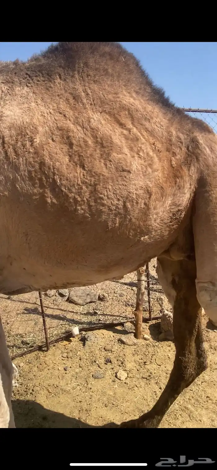 ناقه حمراء هديه عدله 2