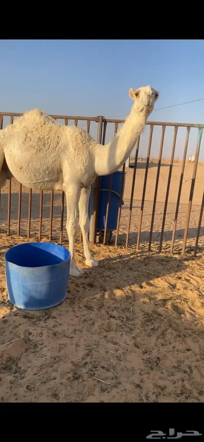 قعود للبيع 0