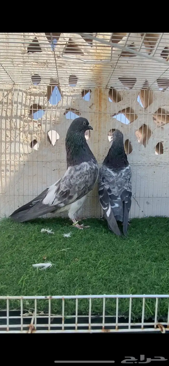 حمام باكستاني 5