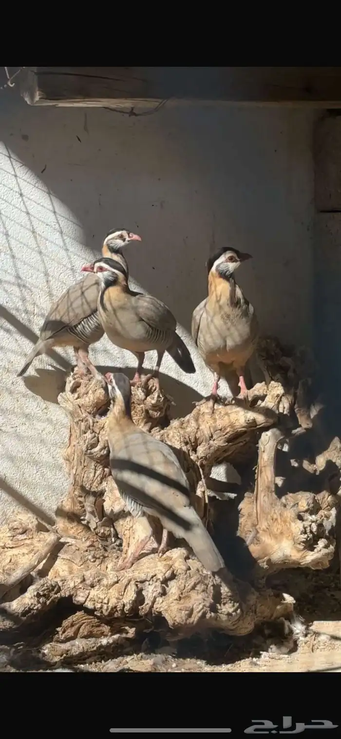 للبيع قهابا 0