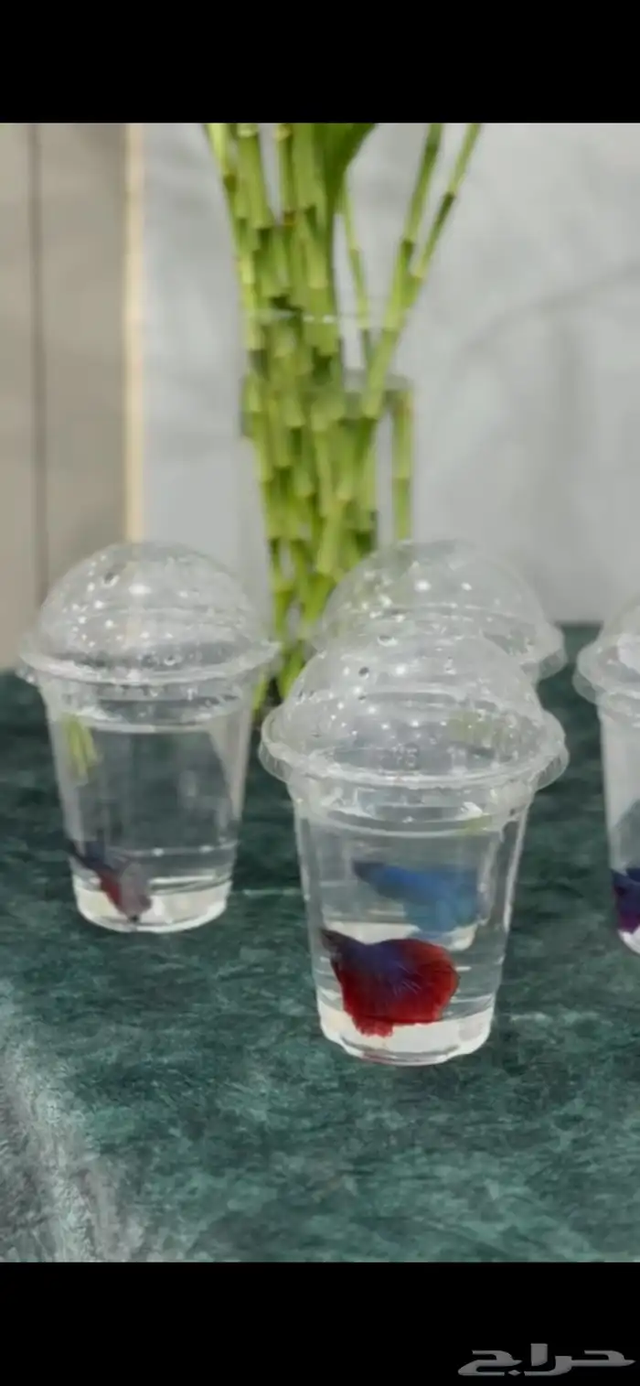 جميع أسماك الفايتر بألوان متعددة فقط ب10 ريال 1