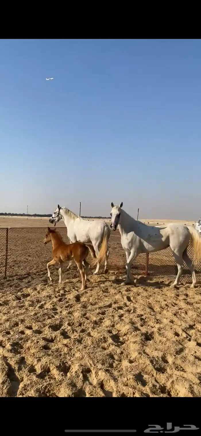 فرس لقاح ومهره ومهر جزيريات اصايل 14