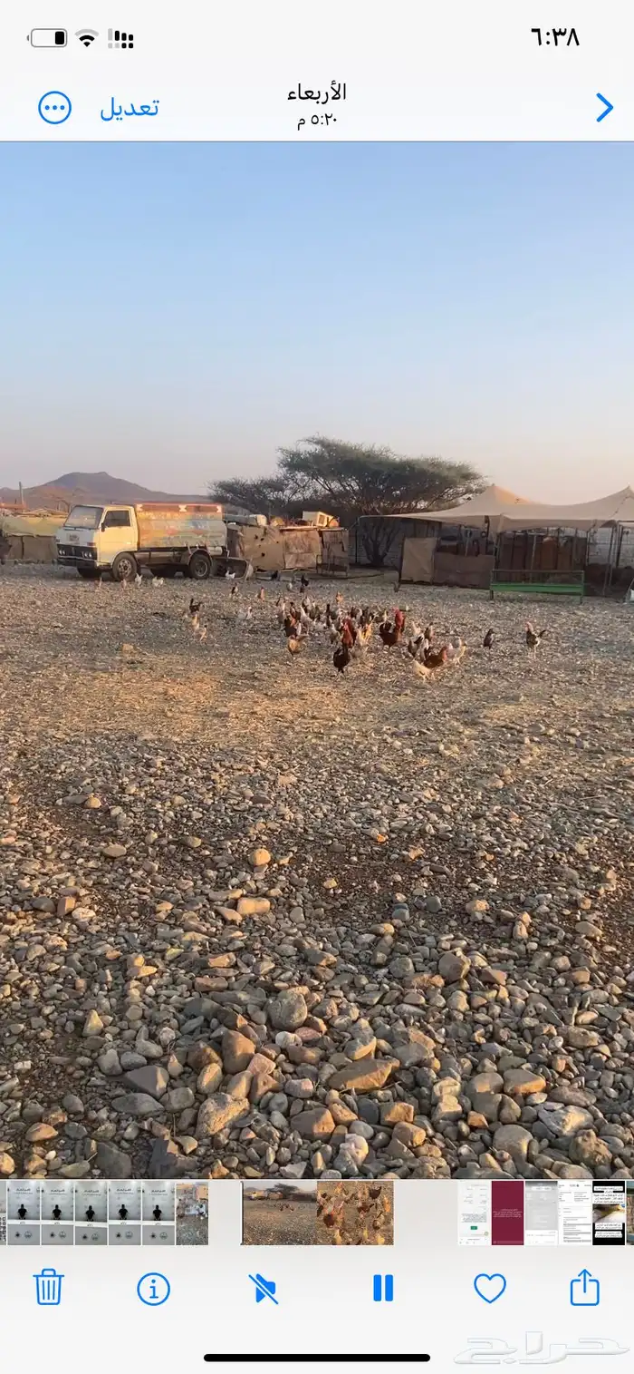 دجاج بياض بلدي الصحة شرط الموقع كرا 2