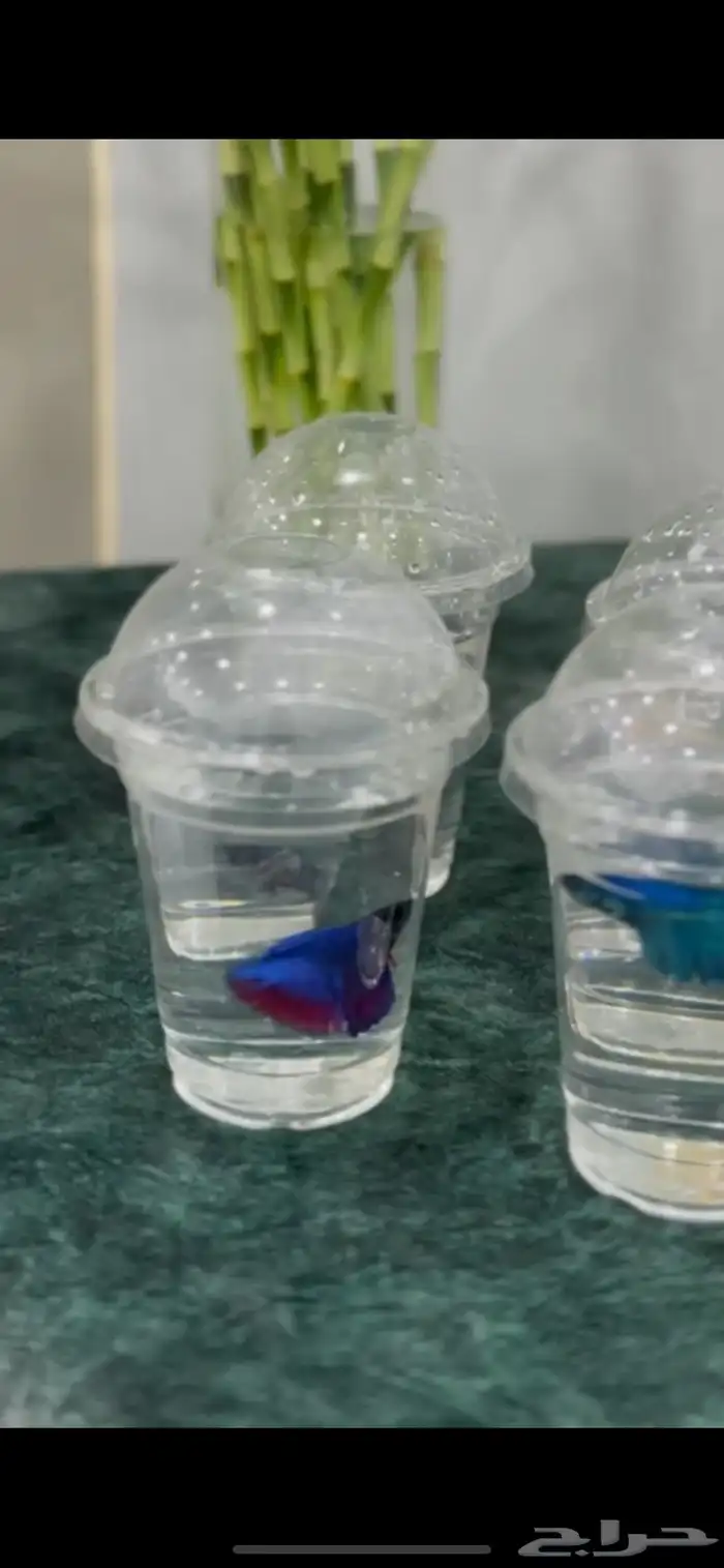 جميع أسماك الفايتر بألوان متعددة فقط ب10 ريال 2