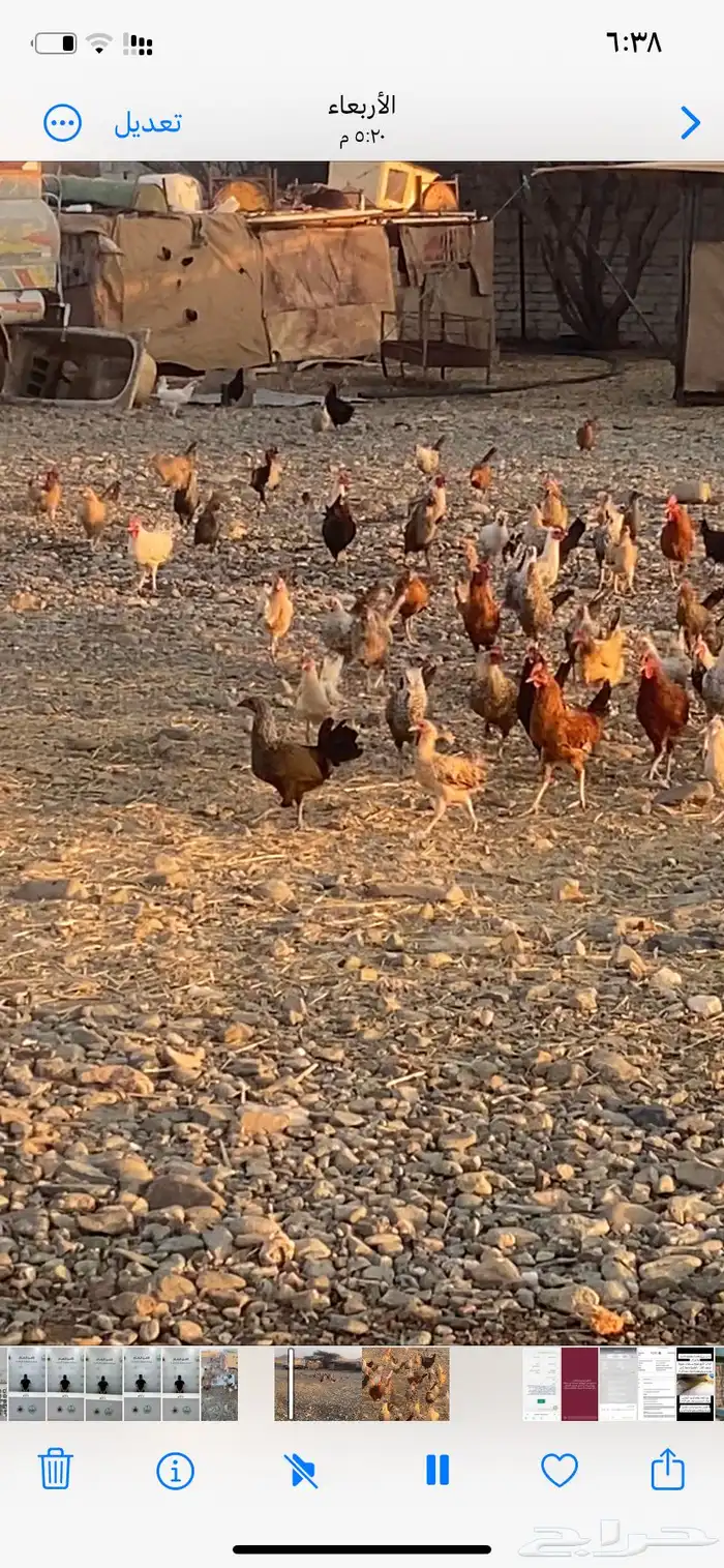 دجاج بياض بلدي الصحة شرط الموقع كرا 0