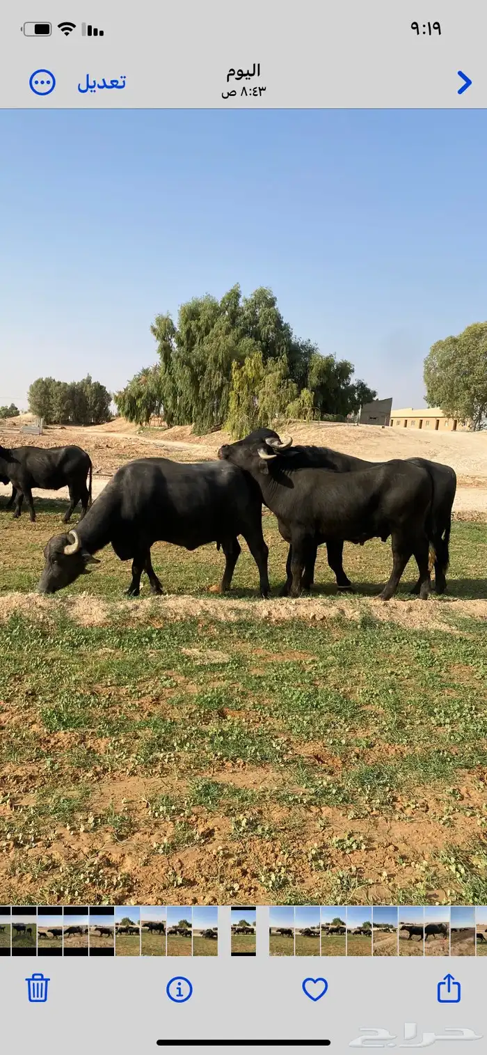 مزارع رفحاء 3