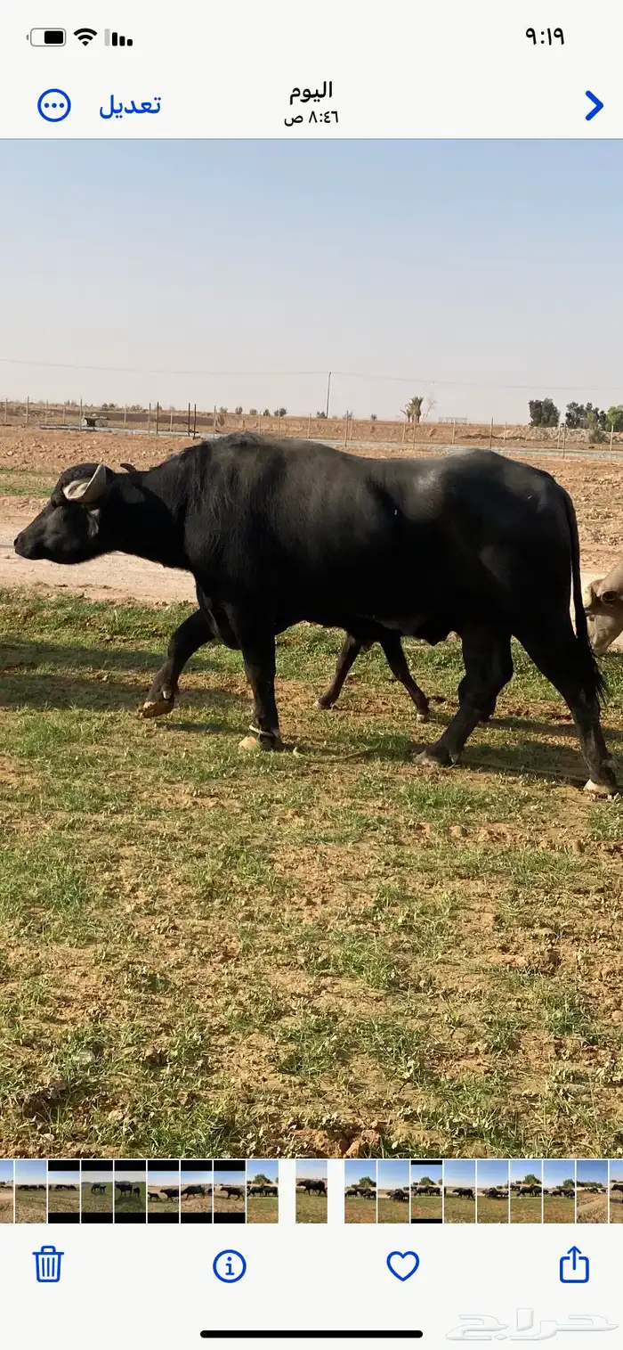 مزارع رفحاء 0