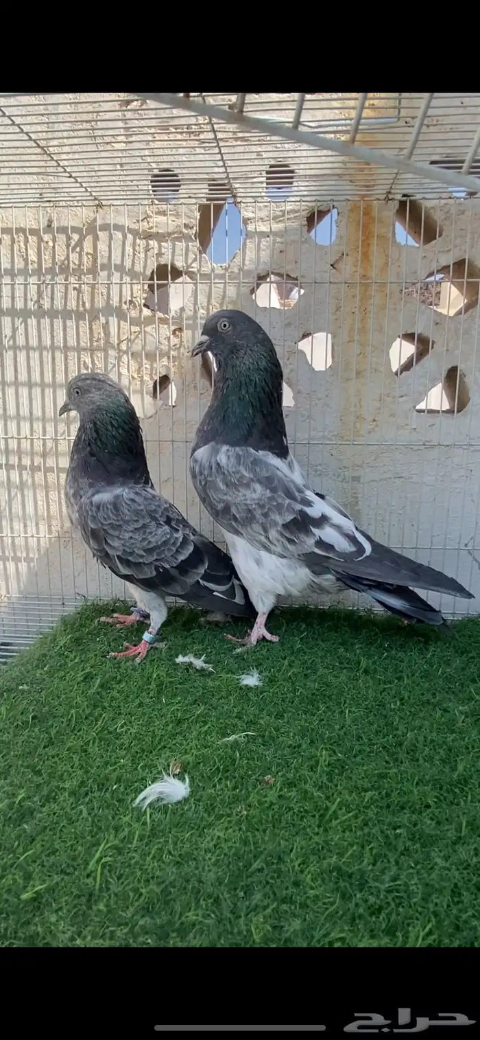 حمام باكستاني 6