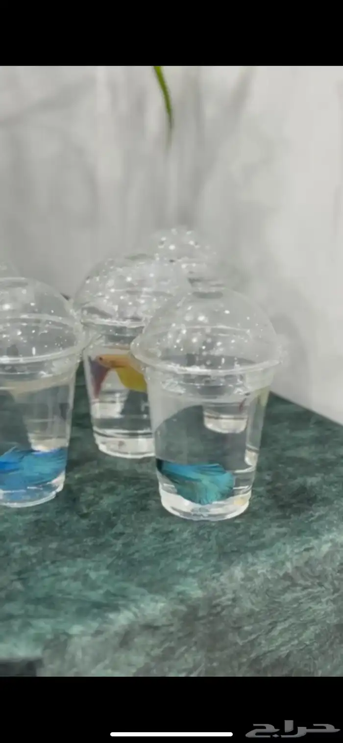 جميع أسماك الفايتر بألوان متعددة فقط ب10 ريال 3