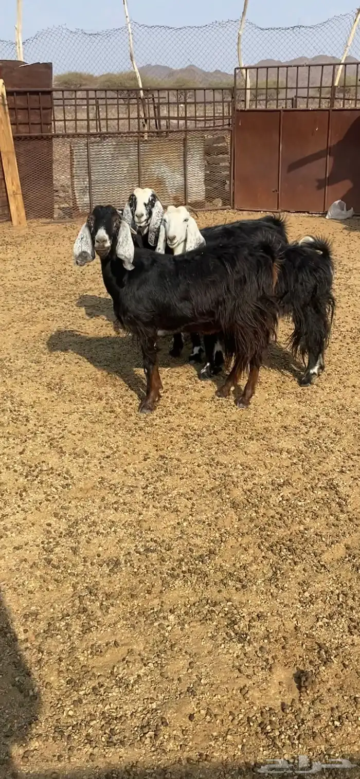 معزا للبيع 1