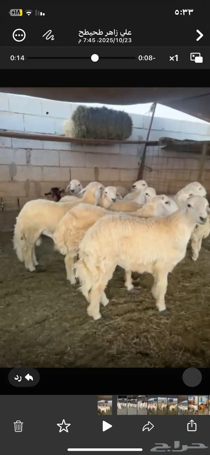 ذبايبح حري و سواكني طيبة 0