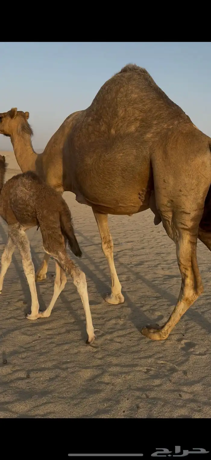 خلفه مصغر ساحليه حمرا حليب 1