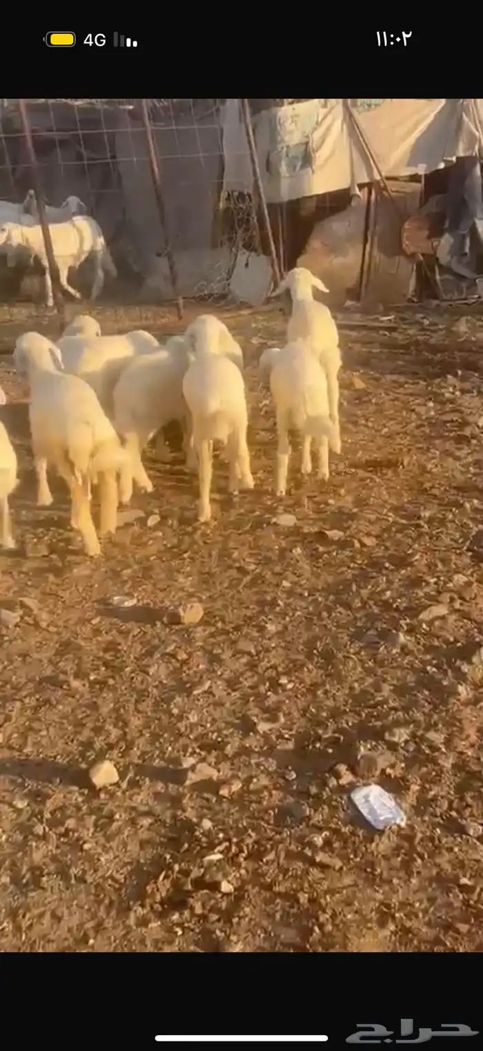 خرفان ورخال 3