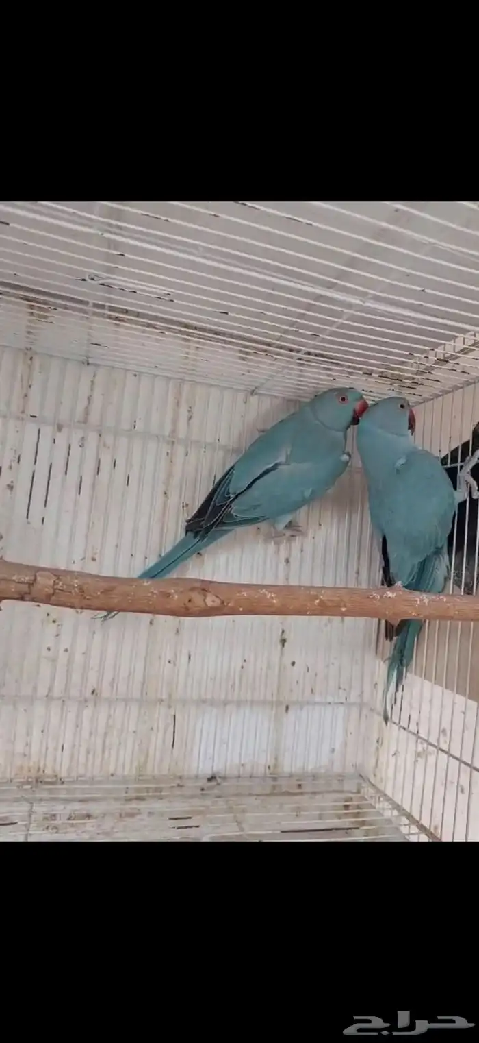 جوز دره ازرق جاهز 1