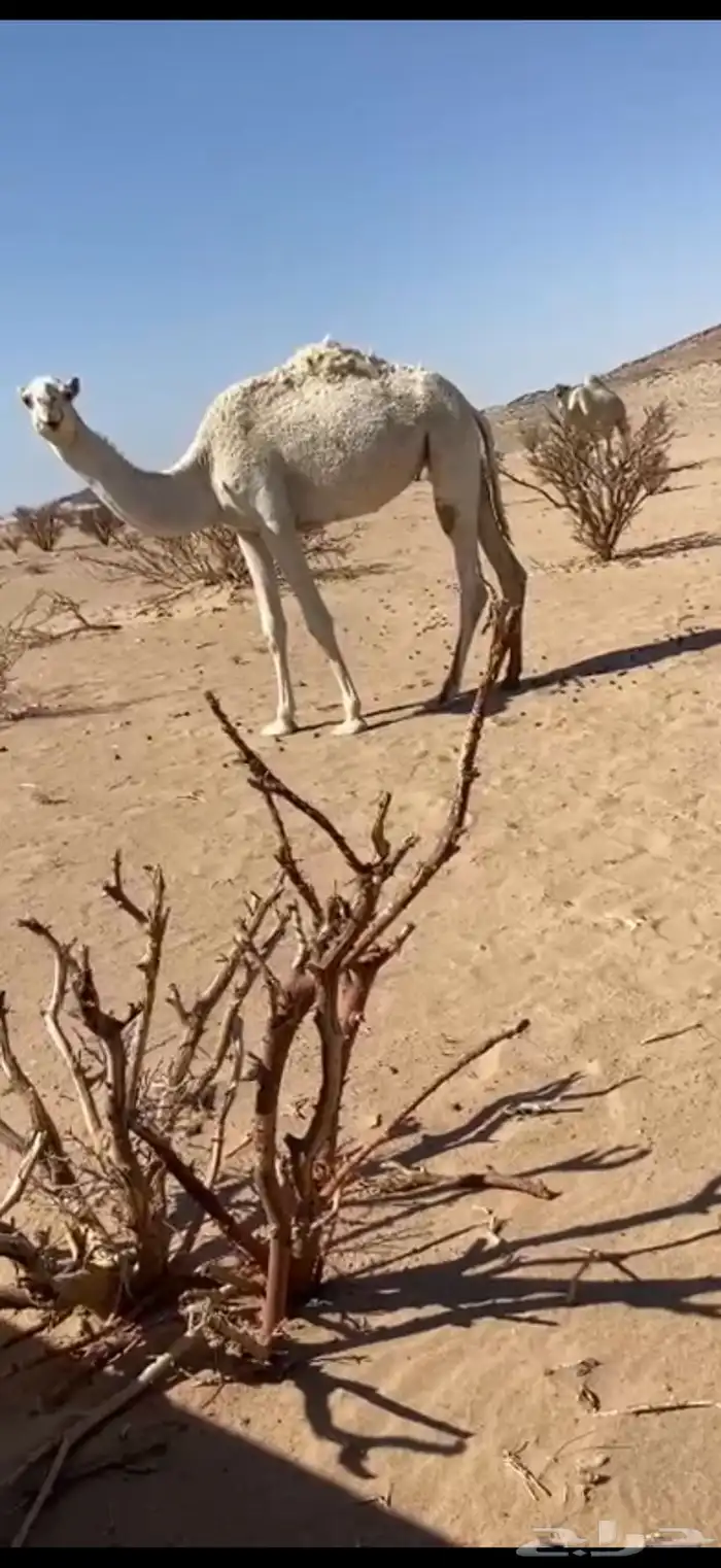 بكره عفراء كفو 1