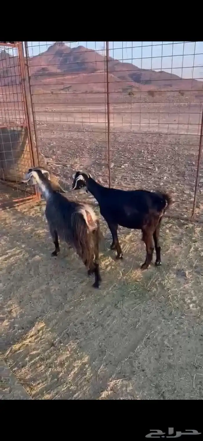 معزا ضريع 6