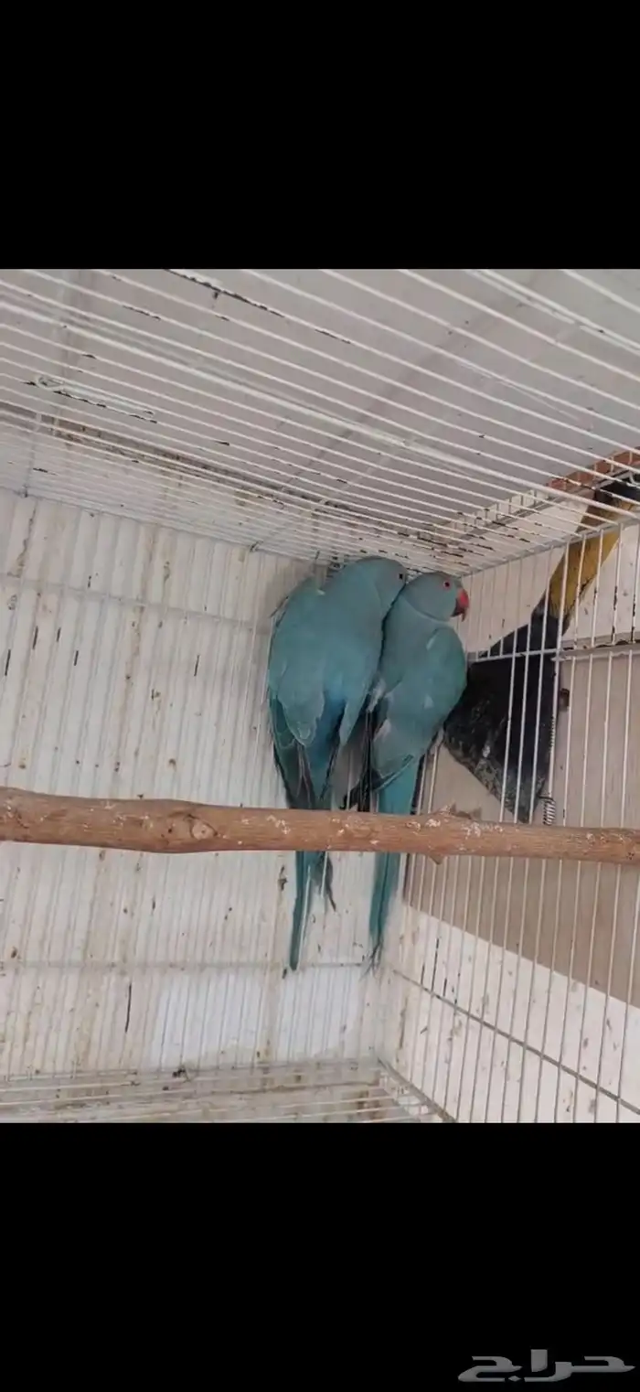 جوز دره ازرق جاهز 0