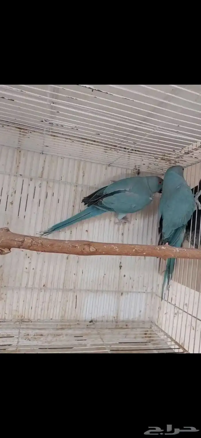 جوز دره ازرق جاهز 2