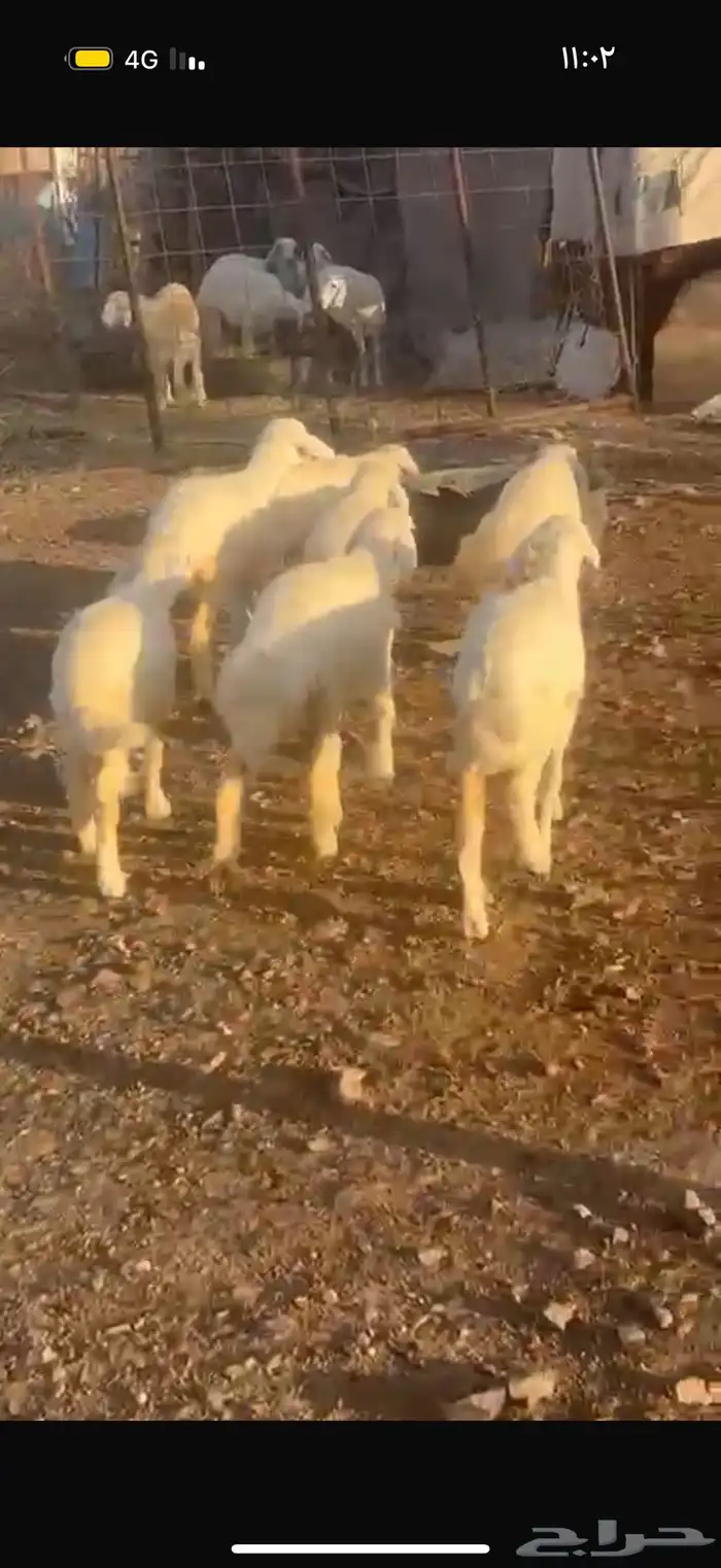 خرفان ورخال 6